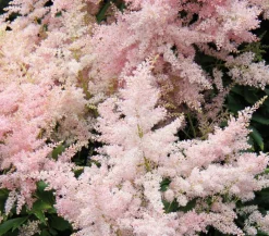 Dehner Prachtspiere, Astilbe, verschiedene Sorten Sale