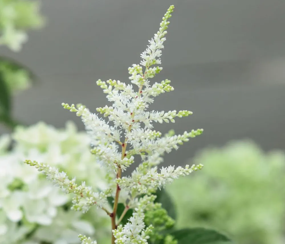 Dehner Blatt- & Schattenstauden - Prachtspiere, Astilbe, verschiedene Sorten
