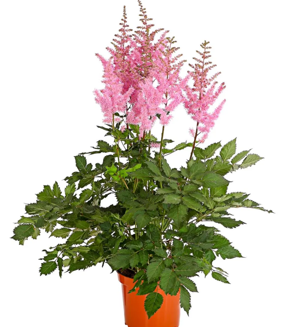 Dehner Blatt- & Schattenstauden - Prachtspiere, Astilbe, verschiedene Sorten