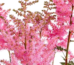 Dehner Blatt- & Schattenstauden - Prachtspiere, Astilbe, verschiedene Sorten