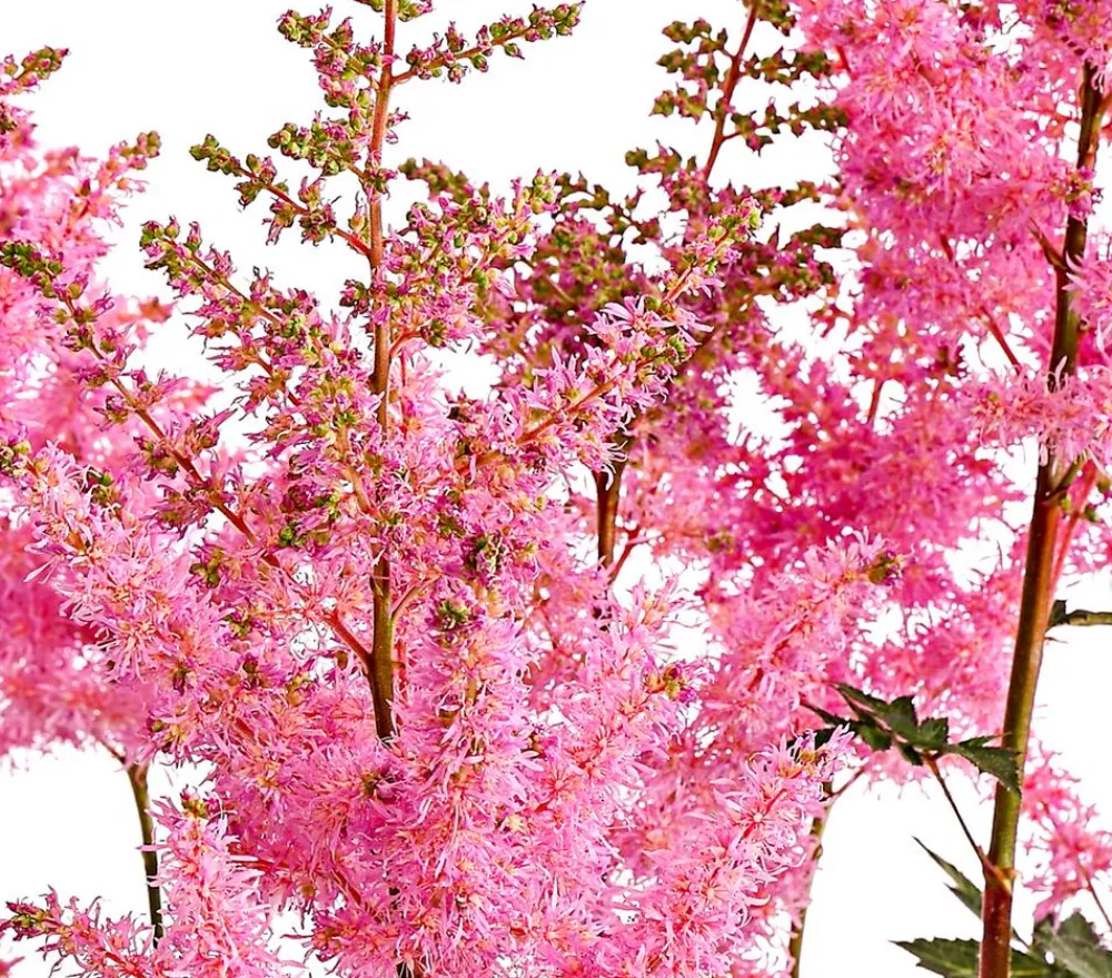 Dehner Blatt- & Schattenstauden - Prachtspiere, Astilbe, verschiedene Sorten