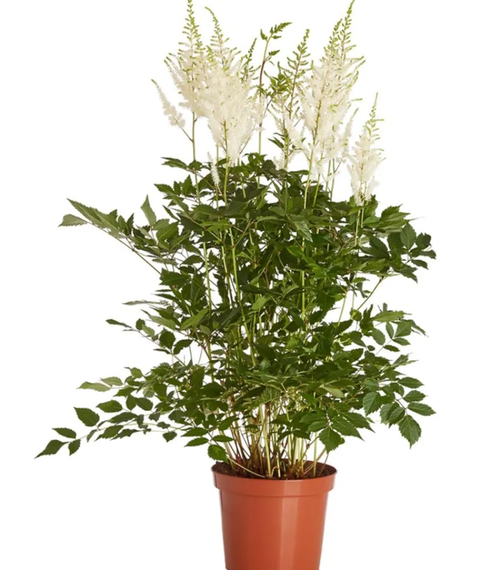 Dehner Blatt- & Schattenstauden - Prachtspiere, Astilbe, verschiedene Sorten