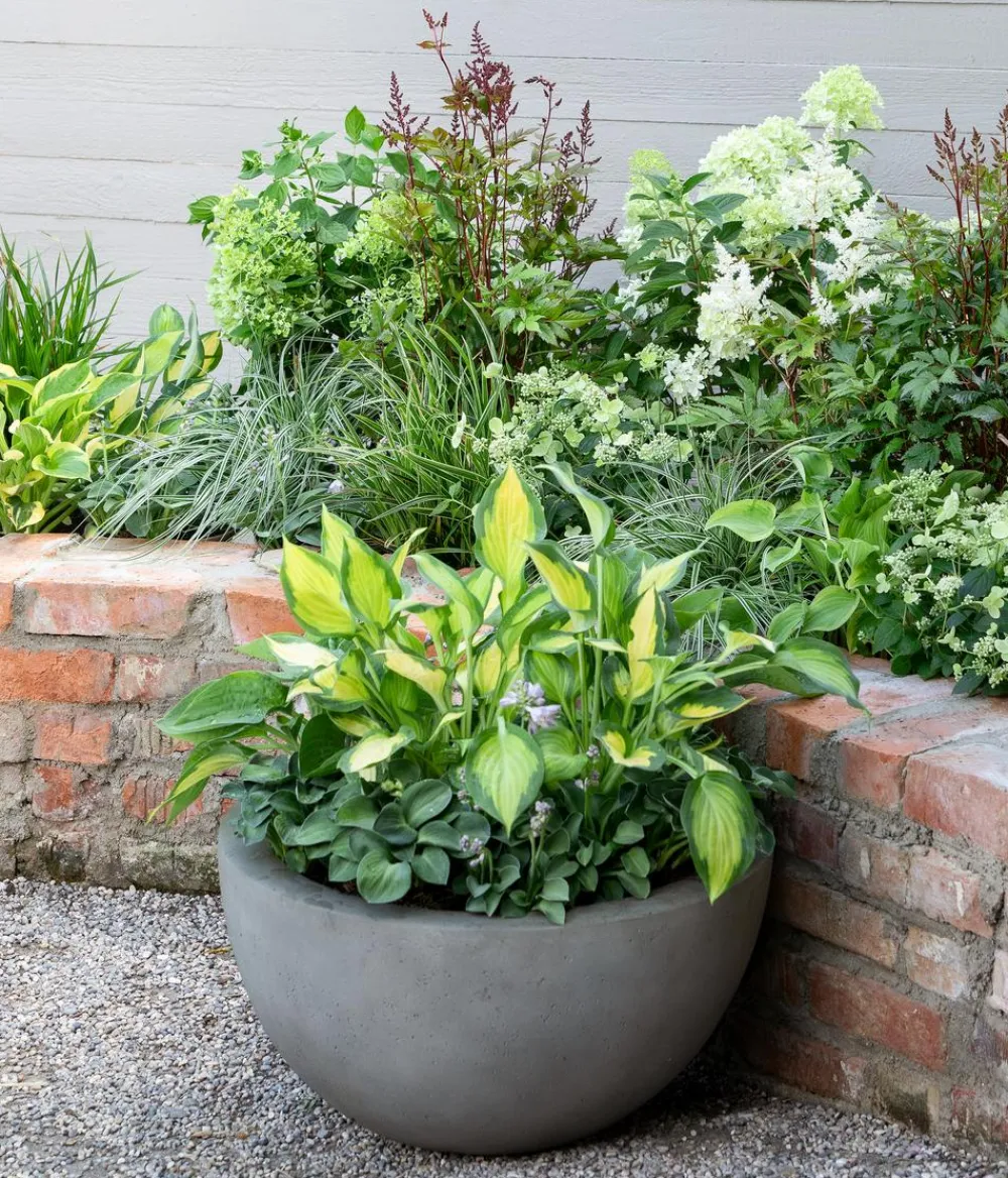 Dehner Blatt- & Schattenstauden - Prachtspiere, Astilbe, verschiedene Sorten
