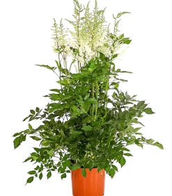Dehner Blatt- & Schattenstauden - Prachtspiere, Astilbe, verschiedene Sorten