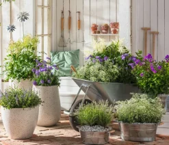 Dehner Blatt- & Schattenstauden - Prachtspiere, Astilbe, verschiedene Sorten