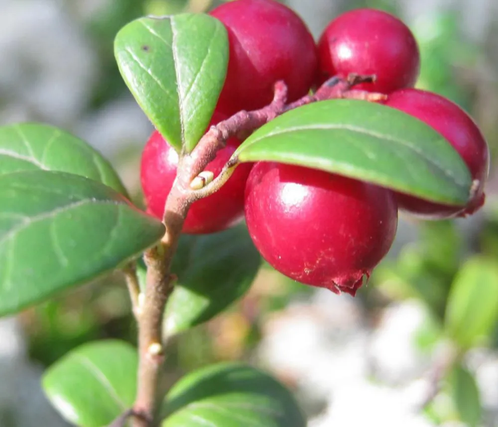 Dehner Weinreben & Gartenobst|Beerensträucher - Preiselbeere 'Red Pearl' Rot