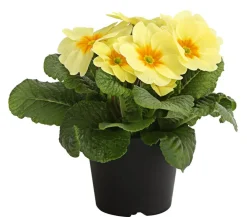 Dehner Grabschmuck & Grabgestaltung > Primel, verschiedene Farben