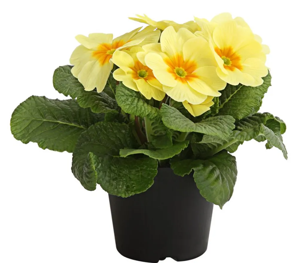 Dehner Grabschmuck & Grabgestaltung > Primel, verschiedene Farben