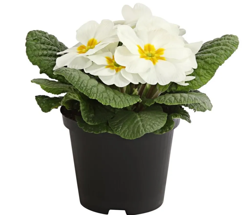 Dehner Grabschmuck & Grabgestaltung > Primel, verschiedene Farben