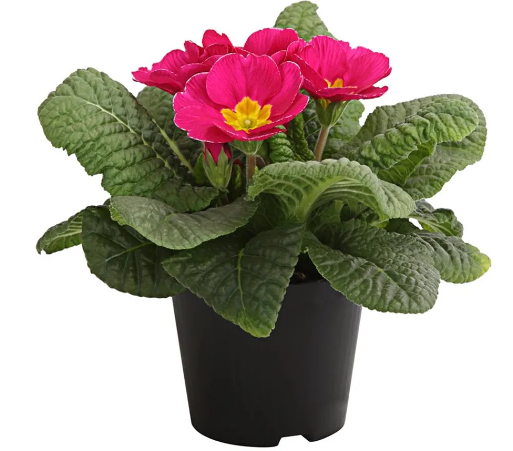 Dehner Grabschmuck & Grabgestaltung > Primel, verschiedene Farben