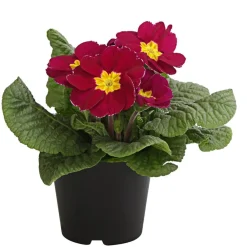 Dehner Grabschmuck & Grabgestaltung > Primel, verschiedene Farben