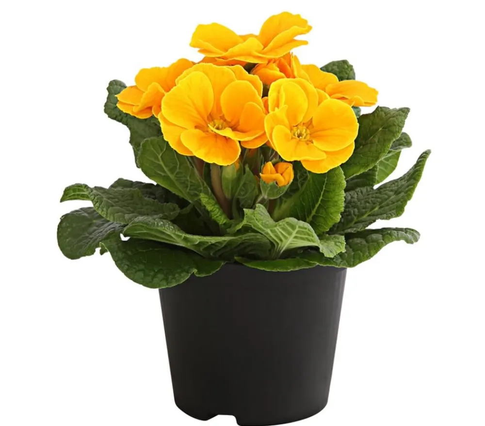 Dehner Grabschmuck & Grabgestaltung > Primel, verschiedene Farben