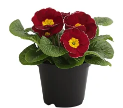 Dehner Grabschmuck & Grabgestaltung > Primel, verschiedene Farben