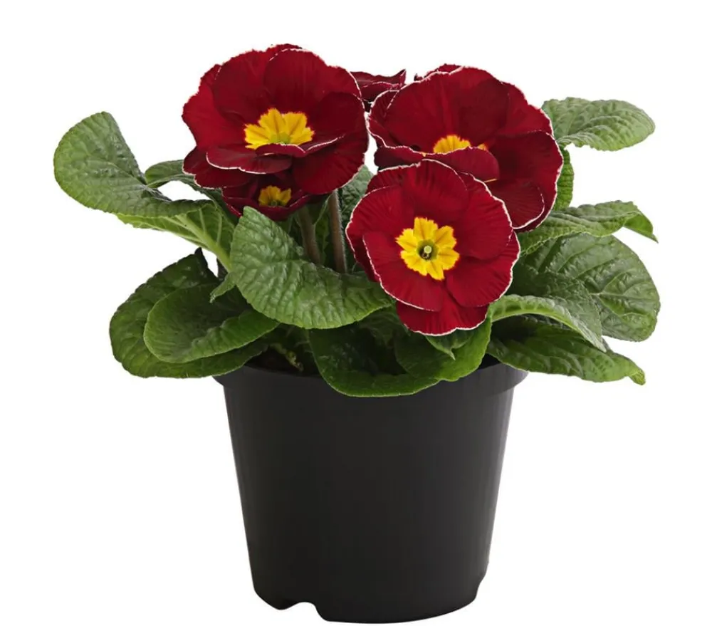 Dehner Grabschmuck & Grabgestaltung > Primel, verschiedene Farben