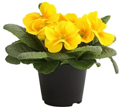 Dehner Grabschmuck & Grabgestaltung > Primel, verschiedene Farben