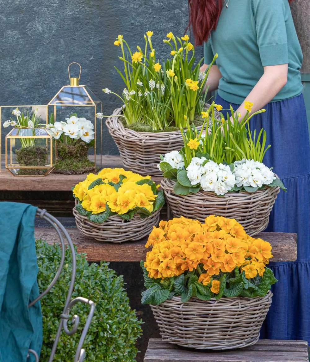 Dehner Grabschmuck & Grabgestaltung > Primel, verschiedene Farben