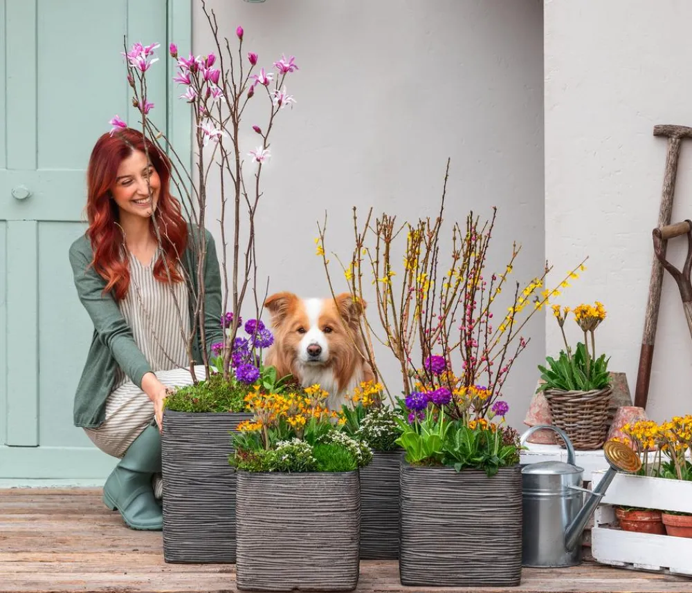 Dehner Grabschmuck & Grabgestaltung > Primel, verschiedene Farben