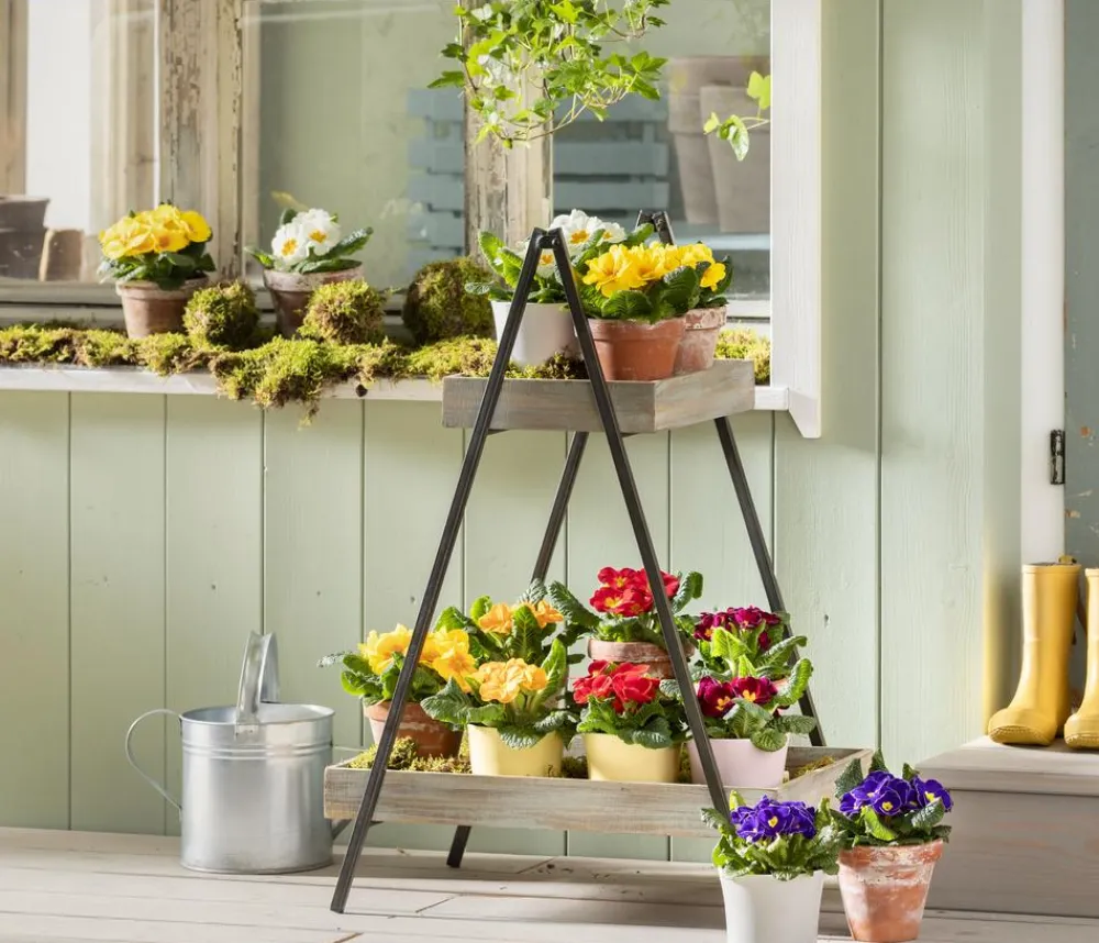 Dehner Grabschmuck & Grabgestaltung > Primel, verschiedene Farben