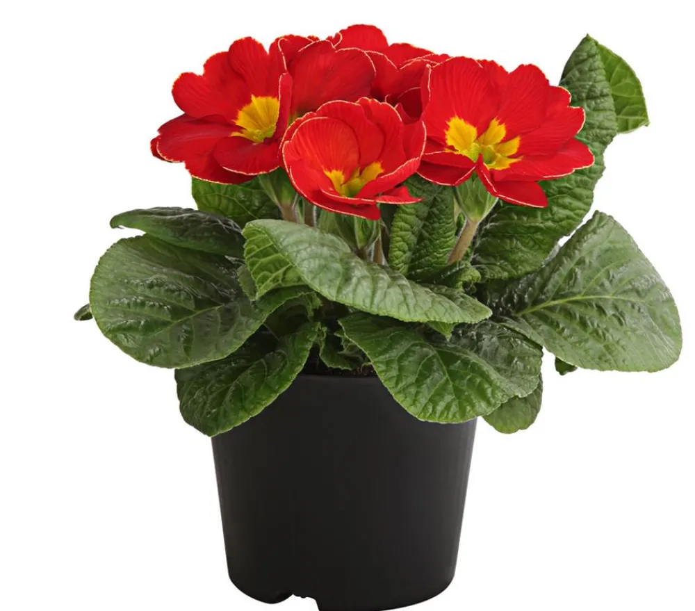 Dehner Grabschmuck & Grabgestaltung > Primel, verschiedene Farben