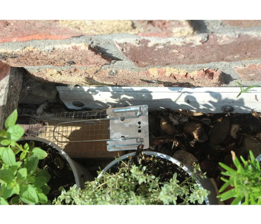 PROTECT HOME Insektenschutz & Fallen - Lebendfalle Ratte Drahtkäfig, 1 Stk. Silber