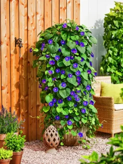 Dehner Rankpflanzen|Sommerblumen - Prunkwinde