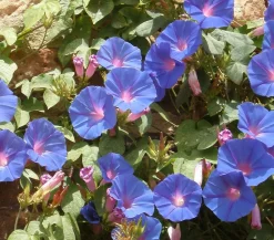 Dehner Rankpflanzen|Sommerblumen - Prunkwinde