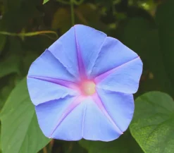 Dehner Rankpflanzen|Sommerblumen - Prunkwinde