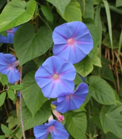 Dehner Rankpflanzen|Sommerblumen - Prunkwinde