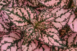 Dehner Sommerblumen - Punktblume 'Hippo', verschiedene Farben