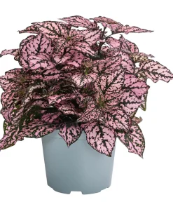 Dehner Sommerblumen - Punktblume 'Hippo', verschiedene Farben