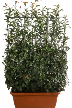 Dehner Laubgehölze|Fertighecken - Purpur-Glanzmispel 'Glanzkopf', ca. 170 cm Grün