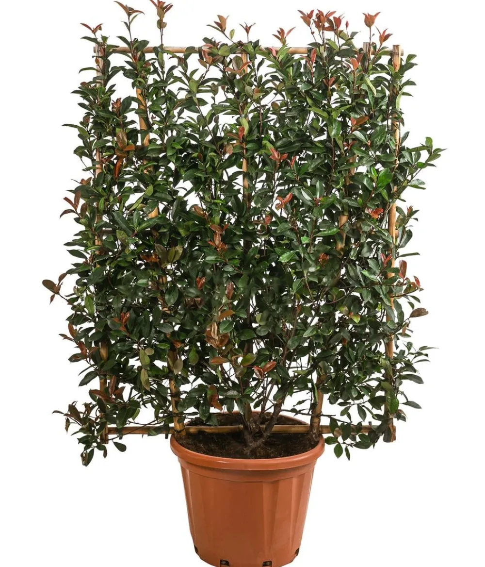 Dehner Purpur-Glanzmispel 'Robusta Compacta', ca. 150-160 cm Grün New