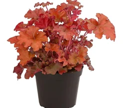 Dehner Blatt- & Schattenstauden - Purpurglöckchen 'Boysenberry' Rot