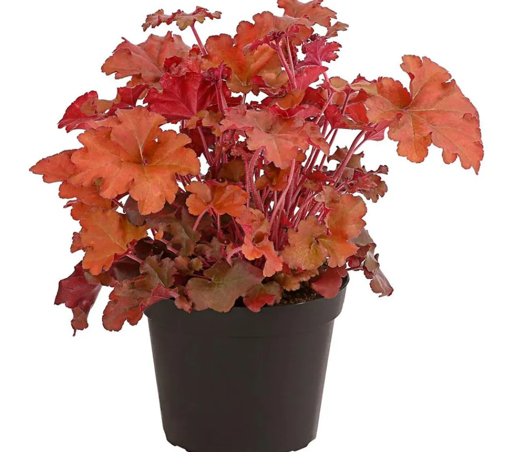 Dehner Blatt- & Schattenstauden - Purpurglöckchen 'Boysenberry' Rot
