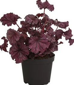 Dehner Blatt- & Schattenstauden - Purpurglöckchen 'Forever Purple'