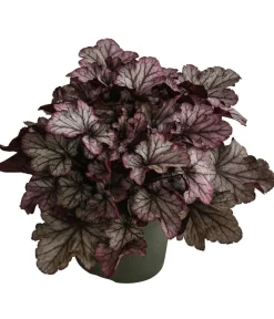 Dehner Purpurglöckchen 'Huckleberry' Dunkelrot Best