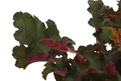 Dehner Blatt- & Schattenstauden - Purpurglöckchen, verschiedene Sorten
