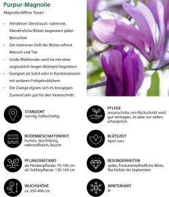 Dehner Laubgehölze|Magnolien > Purpur-Magnolie 'Susan'