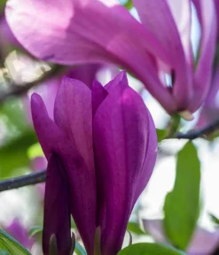 Dehner Laubgehölze|Magnolien > Purpur-Magnolie 'Susan'