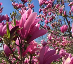 Dehner Purpur-Magnolie 'Susan'