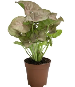 Dehner Grünpflanzen - Purpurtute - Syngonium
