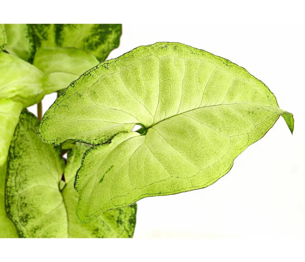 Dehner Grünpflanzen - Purpurtute - Syngonium cultivars 'White Butterfly'