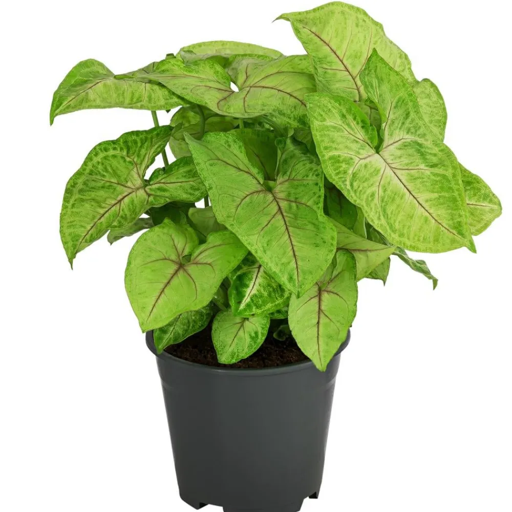 Dehner Grünpflanzen - Purpurtute - Syngonium 'Golden Feel Green' Hellgrün