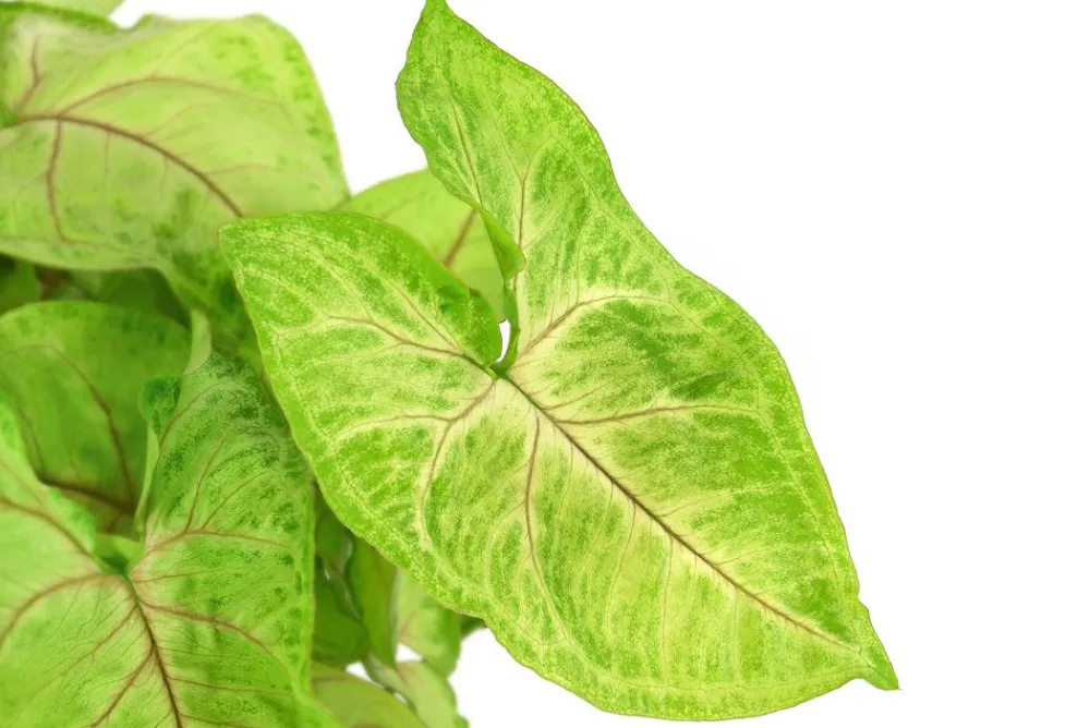 Dehner Grünpflanzen - Purpurtute - Syngonium 'Golden Feel Green' Hellgrün
