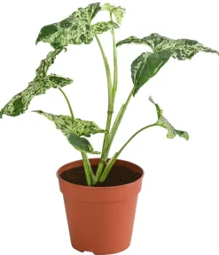 Dehner Raritäten|Grünpflanzen - Purpurtute - Syngonium Podophyllum 'Mottled'