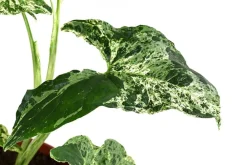 Dehner Raritäten|Grünpflanzen - Purpurtute - Syngonium Podophyllum 'Mottled'