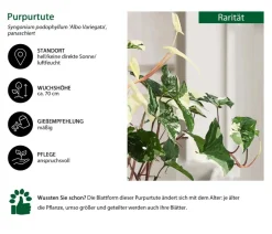Dehner Raritäten|Grünpflanzen - Purpurtute - Syngonium podophyllum 'Albo Variegata', panaschiert