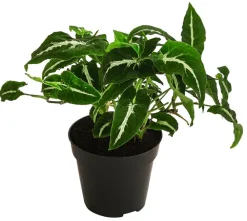 Dehner Grünpflanzen > Purpurtute - Syngonium 'Wendlandii'