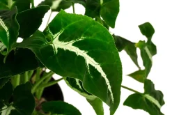 Dehner Grünpflanzen > Purpurtute - Syngonium 'Wendlandii'