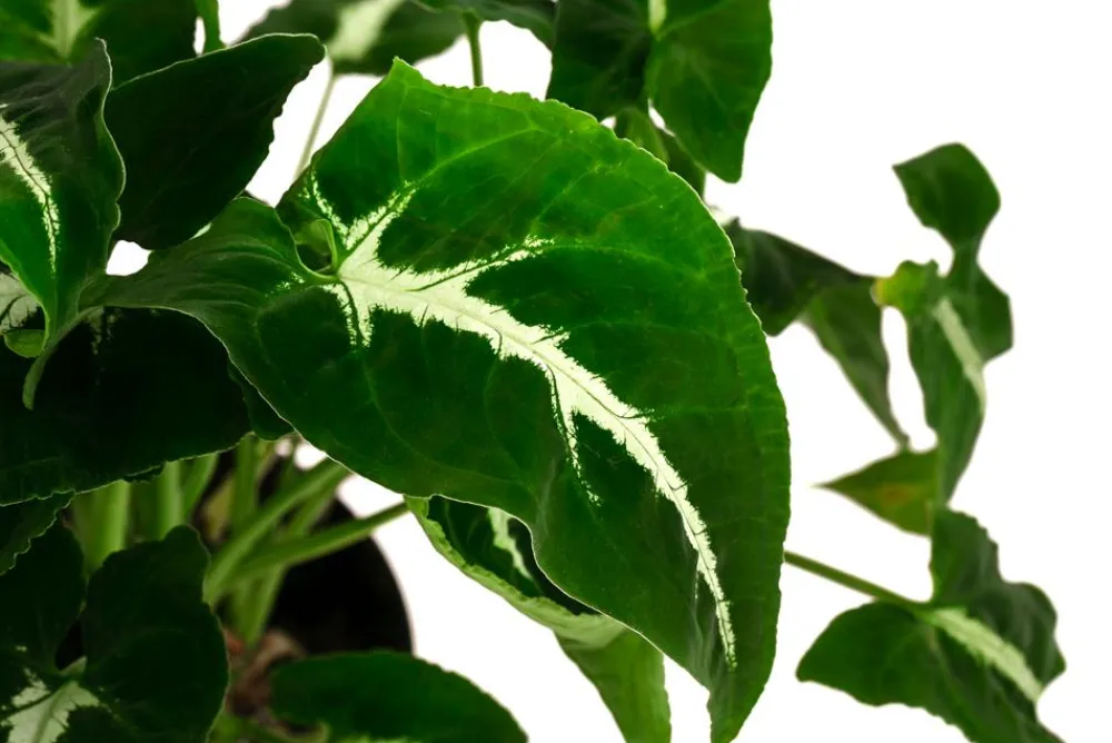 Dehner Grünpflanzen > Purpurtute - Syngonium 'Wendlandii'